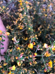 Pultenaea scabra