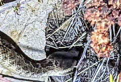 Crotalus oreganus helleri