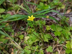Ranunculus taisanensis