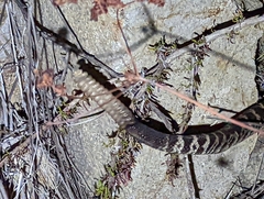 Crotalus oreganus helleri