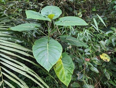 Solanum betaceum