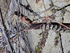 Crotalus oreganus helleri