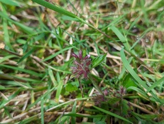 Clinopodium chinense