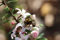 Xylocopa aerata