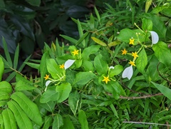 Mussaenda formosanum