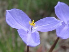 Patersonia