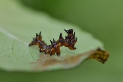 Harrisimemna trisignata