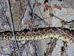 Crotalus oreganus helleri