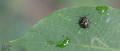 Poecilocoris lewisi