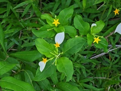 Mussaenda formosanum