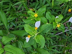 Mussaenda formosanum