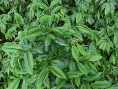 Ardisia virens