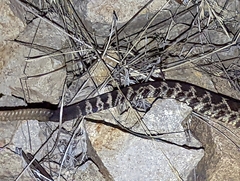 Crotalus oreganus helleri