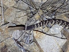 Crotalus oreganus helleri