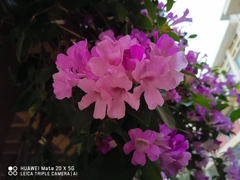 Mansoa alliacea