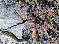 Crotalus oreganus helleri