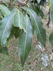Cryptocarya microneura