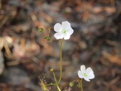 Drosera peltata