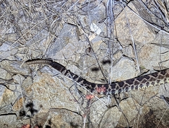 Crotalus oreganus helleri