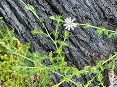 Stellaria flaccida