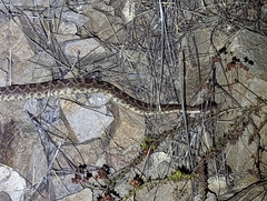 Crotalus oreganus helleri