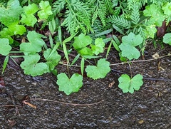 Hydrocotyle nepalensis