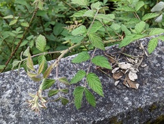 Rubus incanus