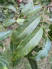 Cryptocarya microneura