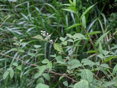Rubus incanus