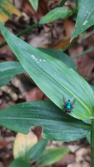 Chrysomya megacephala