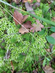 Sphagnum girgensohnii
