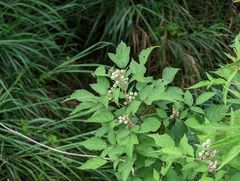 Rubus incanus