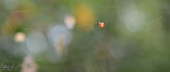 Argyrodes