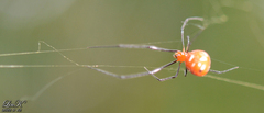 Argyrodes