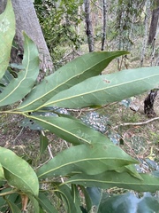 Cryptocarya microneura