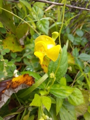 Vigna luteola