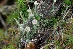 Cladonia chlorophaea