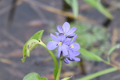 Pontederia vaginalis