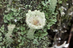 Cladonia chlorophaea