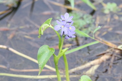 Pontederia vaginalis