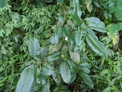 Turpinia formosana