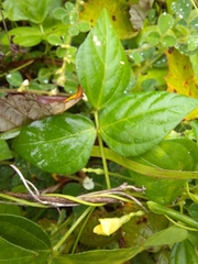 Vigna luteola