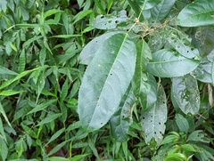 Turpinia formosana