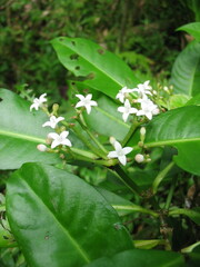 Psychotria