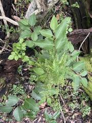 Maytenus acuminata