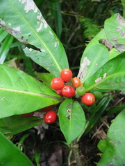 Psychotria