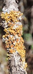 Xanthoria