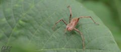 Dolomedes sulfureus