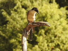Cyanopica cooki