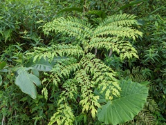 Angiopteris lygodiifolia